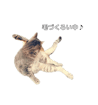 やる気のない猫、ちゃぼとその友達しろ（個別スタンプ：21）