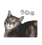 やる気のない猫、ちゃぼとその友達しろ（個別スタンプ：24）