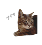 やる気のない猫、ちゃぼとその友達しろ（個別スタンプ：25）