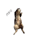 やる気のない猫、ちゃぼとその友達しろ（個別スタンプ：27）