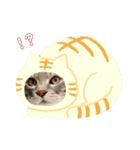 やる気のない猫、ちゃぼとその友達しろ（個別スタンプ：29）