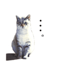 やる気のない猫、ちゃぼとその友達しろ（個別スタンプ：30）