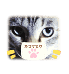 やる気のない猫、ちゃぼとその友達しろ（個別スタンプ：31）