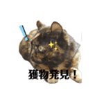 我が家のみーこ（個別スタンプ：3）