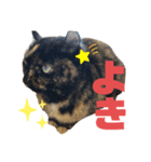 我が家のみーこ（個別スタンプ：5）
