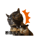 我が家のみーこ（個別スタンプ：6）