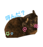 我が家のみーこ（個別スタンプ：8）