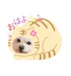 しろいふわふわんわん（個別スタンプ：1）