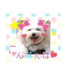 しろいふわふわんわん（個別スタンプ：3）