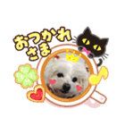 しろいふわふわんわん（個別スタンプ：5）