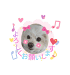 しろいふわふわんわん（個別スタンプ：6）