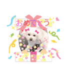 しろいふわふわんわん（個別スタンプ：7）