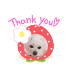しろいふわふわんわん（個別スタンプ：9）