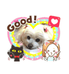 しろいふわふわんわん（個別スタンプ：12）