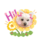 しろいふわふわんわん（個別スタンプ：13）