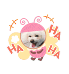 しろいふわふわんわん（個別スタンプ：20）