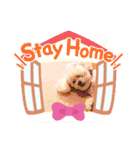 しろいふわふわんわん（個別スタンプ：22）