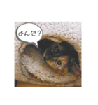 かぐらです。（個別スタンプ：1）