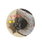 かぐらです。（個別スタンプ：3）