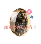 かぐらです。（個別スタンプ：13）