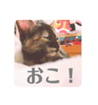 かぐらです。（個別スタンプ：17）
