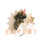 かぐらです。（個別スタンプ：22）