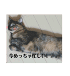 かぐらです。（個別スタンプ：23）