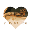 かぐらです。（個別スタンプ：24）