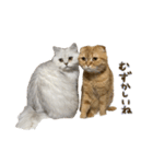 おサニとピース2（個別スタンプ：5）