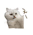 おサニとピース2（個別スタンプ：11）