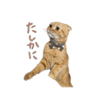 おサニとピース2（個別スタンプ：17）