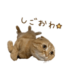 おサニとピース2（個別スタンプ：19）