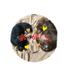 カニヘンダックスズ（個別スタンプ：11）