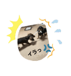カニヘンダックスズ（個別スタンプ：12）