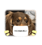 カニヘンダックスズ（個別スタンプ：15）