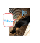 カニヘンダックスズ（個別スタンプ：23）