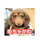 カニヘンダックスズ（個別スタンプ：24）