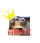 カニヘンダックスズ（個別スタンプ：26）
