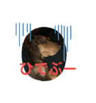 カニヘンダックスズ（個別スタンプ：31）