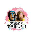 カニヘンダックスズ（個別スタンプ：33）