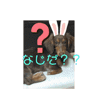 カニヘンダックスズ（個別スタンプ：36）