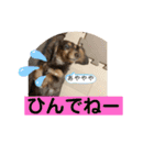 カニヘンダックスズ（個別スタンプ：37）