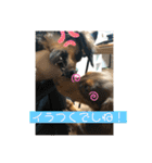 カニヘンダックスズ（個別スタンプ：39）