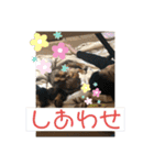カニヘンダックスズ（個別スタンプ：40）