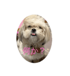 まる×ペキ むぎちゃん（個別スタンプ：8）