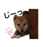 豆柴メロンくん（個別スタンプ：5）