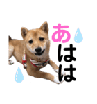豆柴メロンくん（個別スタンプ：15）