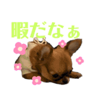 極小チワワのチャイ①（個別スタンプ：1）