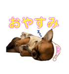 極小チワワのチャイ①（個別スタンプ：2）