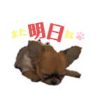 極小チワワのチャイ①（個別スタンプ：3）